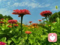 阳光，蓝天，白云，微风，鲜花。
细细体会自然的馈赠，
让心灵与大自然共振。配图