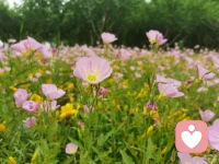 阳光，蓝天，白云，微风，鲜花。
细细体会自然的馈赠，
让心灵与大自然共振。配图