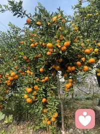 #失眠自救 拒绝内耗#不对抗，试与夜晚相处#不执着于快速入眠
明明知道喝了茶或者咖啡就会睡不着，但是我又一次抱着侥幸的心理喝了抹茶咖啡，双重精神！
夜里大脑格外清醒，翻来覆去毫无睡意😮‍💨
躺着用我的冥想放松法，从头到脚逐步去放松，还是很精神。
慢慢想通了：睡不着就别硬逼自己入睡
越是对抗，神经越紧绷。
不妨试着接纳当下，起身走动片刻，或是坐起来，专注感受腹部的一呼一吸，慢慢数息平复心绪。
静下心我就听到了夜晚独有的声音：晚风轻轻拂过树叶的沙沙声、虫鸣浅浅、偶尔几声低鸣鸟叫 好像孩子的梦话一般🌙
白天行色匆匆，从来没空留意这份静谧。
原来失眠的夜晚，也能收获一份独有的松弛与美好。
一会儿我不自觉就睡着了，还做了非常奇特的梦。
好好和黑夜相处，不执着于快速入眠，睡眠反而会悄悄找上门✨配图