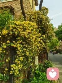 #失眠自救 拒绝内耗#不对抗，试与夜晚相处#不执着于快速入眠
明明知道喝了茶或者咖啡就会睡不着，但是我又一次抱着侥幸的心理喝了抹茶咖啡，双重精神！
夜里大脑格外清醒，翻来覆去毫无睡意😮‍💨
躺着用我的冥想放松法，从头到脚逐步去放松，还是很精神。
慢慢想通了：睡不着就别硬逼自己入睡
越是对抗，神经越紧绷。
不妨试着接纳当下，起身走动片刻，或是坐起来，专注感受腹部的一呼一吸，慢慢数息平复心绪。
静下心我就听到了夜晚独有的声音：晚风轻轻拂过树叶的沙沙声、虫鸣浅浅、偶尔几声低鸣鸟叫 好像孩子的梦话一般🌙
白天行色匆匆，从来没空留意这份静谧。
原来失眠的夜晚，也能收获一份独有的松弛与美好。
一会儿我不自觉就睡着了，还做了非常奇特的梦。
好好和黑夜相处，不执着于快速入眠，睡眠反而会悄悄找上门✨配图