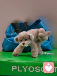 这只小狗可爱吗🤪配图