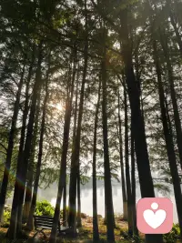 清晨的第一缕阳光清晨的第一缕阳光，是树林睁开的眼睛。安静的站在光中，一束一束的光，像竖琴的弦，风来时，整片林子轻轻弹奏。我靠在树干上，泥土的气息缓缓从脚底漫上来，我听见自己的心跳和树汁流动的声音渐渐合在一起🌳#清晨第一缕阳光#大自然的气息#拥抱大树#吸收土地的能量#蓝灵的倾听陪伴#与自然合一