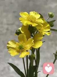 都说让花成为花，让树成为树
但大多数时候，并不知道自己是花还是树
有人说树很高大就想长成树，
有人说花很艳丽就想成为花，
其实只要总够了解认可自己，
哪怕是一株小草，也有自己的四季配图