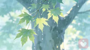 雨桐澄心倾听者