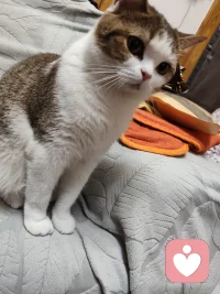 倾听师这个职业不是现在才有，医生也是倾听师的一部分
很多人以为，倾听师是互联网时代才冒出来的新职业。线上平台、匿名倾诉、按分钟收费——听起来确实很新。
但仔细想想，倾听这件事，从古至今就没有断过。
我做中医中药咨询二十三年，站在药柜后面看过无数人。有一个人让我印象特别深——一位老太太，每次来抓药都要坐很久，反复说她的膝盖疼、睡不好。她说了四十分钟，我听了四十分钟，中间只问了几句。临走时她说：“每次跟你说了几句话，我心里松快多了。”[愉快]她真正需要的，不只是那几服药。她需要有人听她说。
在中医里，这叫“望闻问切”，排在第二位的就是“闻”——听声音、听气息、听话里话外的情绪。一个好的医生走进诊室，不只带着听诊器，还带着一双会听的耳朵。病人说“我胃疼”，医生听到的是“我这段时间压力很大”或“家里出了点事”。说“我最近睡不好”，背后可能是“我害怕”或“我觉得没人理解我”。
医生本来就是倾听师——只是这个功能，被越来越快的门诊时间挤掉了。
现在三甲医院的门诊，一个病人平均几分钟。医生来不及听，病人来不及说。病情问清楚了，但人还堵着。病治了，人没松。而倾听师这个身份，某种程度上是在把“听见”这件事单独拎出来，好好做。
所以，我并不觉得自己是转行。我只是从药柜后面坐到了电话这头，从一个地方听，换到了另一个地方听。我用之前二十三年练出来的“闻”的功夫，继续听那些说不出口的难受、堵在心里的委屈、不知道对谁说的话。
倾听师不是新职业。是好德的医生做了几千年的事，现在有人把它单独拿出来，认真做。 这就是我在做的事。
我是知衡倾听师，一个听了很多年的人。