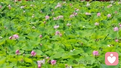 有偿保姆式陪伴:老龄化背景下新型养老模式的心理剖析、市场现状与未来趋势