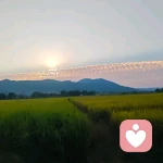 晚风企鹅🐞的头像