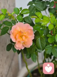⛵️今日感触

一定要主动去靠近那些高能量的人，他们身上有一种强大的魅力。想到就做、遇难不退、眼里有光、心里有火

和这样的人相处，你不会被消耗，只会被滋养，被推着向前！原来人生真的可以不躺平、不抱怨，靠自己的节奏慢慢发光配图