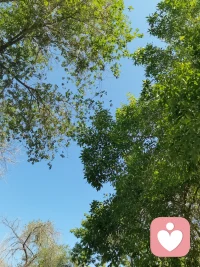 蓝天，绿叶，夏日的火辣，新的一天已开启配图