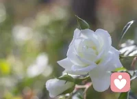 早安，卿辰倾听在线