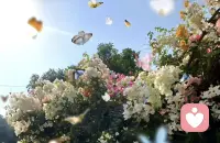 阳光、白花、纷飞的蝴蝶，是大自然最温柔的治愈。很多时候不用硬撑，不必独自难过扛下所有情绪，有一处安静角落，我一直都在，静静倾听～配图