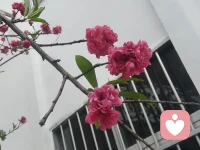 很多人问:怎么才能不焦虑?
我的回答是:焦虑 无法消除，但可以被理解。
试着写下你担心的事，然后问自己:

1.它发生的概率有多大?
2.我能做些什么来降低风险?
3.如果最坏的结果发生，我能承受吗?

把模糊的恐惧变成具体的问题，焦虑就会变小。
我是桑暖，陪你一起理清思路。
#焦虑#理性分析配图