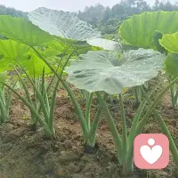 女性要尽早明白：被爱，远没有我们想象中那么重要。没有人来到你的生命里，是为了成全你的快乐，每个人奔赴彼此，终究是为了追寻自己的幸福。

但好在，幸福与被爱之间，本就没有必然的联系。有人深爱你，却依旧无法让你感到快乐。真正决定你幸福感的人，从来只有你自己。身体是人类最本源的智慧，请好好善待它；同时守住安稳的经济状况，丰盈自己的内心世界。

人生大半的痛苦，往往都源于对爱的误解。我们总默认身边人就该爱着自己——父母、伴侣、挚友、子女，甚至是萍水相逢的陌生人，下意识期待他们善待自己。可没有任何人，生来就有义务去成全这份期许。

所有关系的本质，都是自由的选择。父母赋予你生命是本能，但长久地爱你，是用心经营的修行；伴侣选择与你相伴，始于彼此契合，而这份相守能否延续，离不开相处的智慧；朋友的相遇本是机缘，而情谊长存，则需要三观同频。

所有关系都处在流动变化之中。我坦然接受你随时抽身离去，一如我也拥有转身离开的权利。

人最深的执念，便是将“被爱”当作衡量自我价值的标尺。一旦把被爱当作生活的前提，你就已然将人生的主动权交到了别人手中。

真正的觉醒，是把自我价值、幸福感与人生意义的根基，从外界收回，扎根于自己的内心。不再四处求索爱意，而是学会安然与自己相伴，用心耕耘内心的方寸天地。

人生最高的境界，是活成一个完整的圆。当你的内心圆满无缺，便不再需要旁人来填补空缺。真正的自由，从来不是拥有更多，而是不再奢求从他人身上索取任何东西。配图