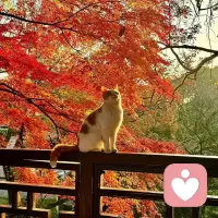 白天把情绪都压扁了，晚上它们会膨胀。睡前来倒一倒，我在。陪你清空再入睡。