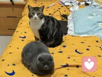 猫咪治愈万物，而我治愈你的心事🐈

心事重重？情绪内耗？
别把话都藏在心底。
一通电话，一次倾诉。
我认真听，你放心说。
此刻，就做回轻松的自己。配图