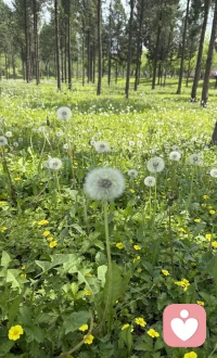 6.30日，周二，昨夜雨后通透，下午暑假开启。🌿 属于孩子们的悠长假期，和属于夏天的故事，一起正式开场～～