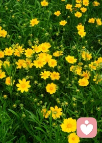 7月4日大晴天，窗外的蝉鸣从一早就没停过，像在开一场永不散场的演唱会，窗外有风，心里有歌，日子就这样慢悠悠的过～～～