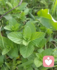 7月15日，星期六，清晨凉得像偷来的秋天。

风是薄荷味的，鸟鸣碎了一地，阳光还是软的，没带上正午的刺～

周六快乐呀
