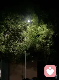 路灯穿透浓密的枝叶，细碎的光亮落在绿叶之上。喧嚣褪去，在安静的夜色里，独享这份温柔松弛的夜晚。配图