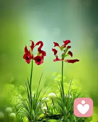 把烦心事暂放，看红花在青绿间舒展，平凡光景也藏着细碎浪漫。