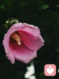 心有雨露，慢慢自愈