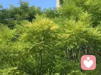 【不必逼自己原谅原生家庭，和解从来只有一种标准】

很多人陷入一个误区：和原生家庭和解，就必须原谅曾经所有伤害。可咨询里见过太多人，一边强迫自己体谅父母，一边被童年委屈反复内耗。

重男轻女的忽视、言语打压式教育、父母无休止争吵、情绪暴力……这些真实的伤痛不会因为一句“他们不容易”自动消失。心理学里的和解，从来不是消除恨意，而是放下改变父母的执念。

父母身上的刻薄、控制、冷漠，大多复刻自他们的原生家庭，是时代、认知、成长创伤叠加出的局限。他们不懂如何温柔养育，只能用自己被对待的方式对待孩子，但这份局限，不该由你来买单一生。

真正的和解分三步：第一，允许自己承认伤痛，不用为父母的错误自我合理化；第二，做好课题分离，父母的情绪、遗憾、偏见是他们的人生课题，你的自我价值、幸福生活是你的；第三，建立清晰边界，不必决裂，也不必无底线顺从。

不用等父母道歉，不用强求亲密无间。接纳“父母无法满足童年所有期待”这个事实，停止用过往的伤口惩罚现在的自己。你不需要原谅伤害，但你可以放过自己，好好安抚内心那个一直缺爱的小孩。配图