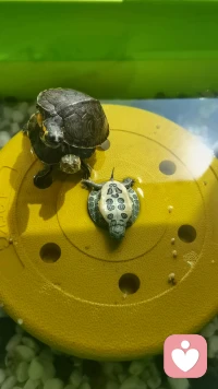 其实好的情感从不是刻意捆绑或拼命讨好，而是两个独立的人带着真诚靠近，接纳彼此的不完美，也尊重各自的节奏。会在意你的情绪，也留足你的空间；能共赴烟火日常，也愿意并肩抵御风雨。不必纠结一时的误会与落差，懂得沟通、愿意包容，温柔且坚定地走下去，平凡的陪伴，本就是最长情的答案。愿我们都能在爱里舒展自我，被用心珍惜，也有爱人的勇气。