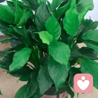 3个立刻停止精神内耗的小方法，亲测有效
1. 5分钟呼吸断念法：胡思乱想时，把注意力完全放在呼吸上，强行打断负面思维闭环
2. 课题分离：分清别人的事、自己的事，不必为他人的情绪负责
3. 降低期待：接受事情不会事事完美，放过紧绷的自己配图