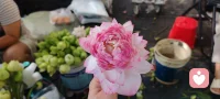 看吧！我也是不完美的…
   最近长痘了…
   今天逛了端午集市，发现了很多可可爱爱的东西…
  生活总是和柴米油盐酱醋茶挂钩的…
    有时候压力大的时候，可以去市场看看这热闹的景象…
    买买喜欢的东西和食物…回家做上一顿美食…
     你会发现活在当下就是最好的！
      没有过不去的过去，乱七八糟的现在，还没有发生的未来！
      吃好每顿饭，过好每一天！就是你对今天最好的馈赠！
      端午安康！愿我们心安宁，人康健！
      天天开心！岁岁平安！配图