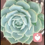 临海听风的头像
