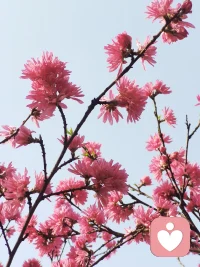 人的五毒——贪嗔痴慢疑，“痴”是认知生病了，世间一切都是因缘和合的结果且瞬息万变，我们错把虚妄的世界当成真实的世界。当你的身心决定开始改变，一切都会好起来。