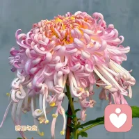我们人若区分善恶，都是从自性起用的，而不是从我执。听从自己元神的指引，即可坦然而为之。