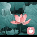 静荷🪷的头像