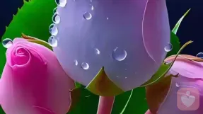 邱姐