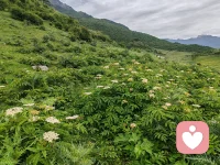 多接触大自然对身心都有好处配图