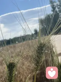 风吹麦浪，收割的季节配图