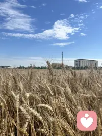 风吹麦浪，收割的季节配图