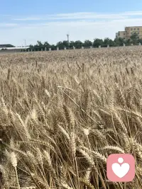 风吹麦浪，收割的季节配图