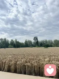 风吹麦浪，收割的季节配图