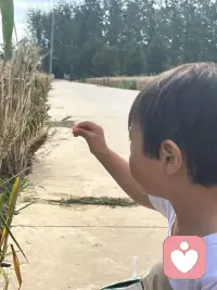 风吹麦浪，收割的季节配图