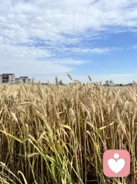 风吹麦浪，收割的季节配图