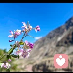 送你一朵小花花的头像