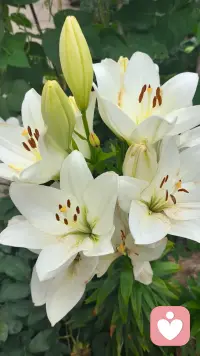 风吹半夏，凌霄花开[太阳]
　　困惑是学习过程的第一阶段，这说明固有知识的局限开始被打破了。
　　你要直面新的信息，这些新的信息会挑战你现有的观念和行为模式。配图