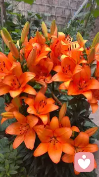 风吹半夏，凌霄花开[太阳]
　　困惑是学习过程的第一阶段，这说明固有知识的局限开始被打破了。
　　你要直面新的信息，这些新的信息会挑战你现有的观念和行为模式。配图