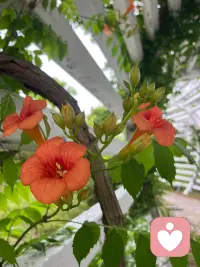 风吹半夏，凌霄花开[太阳]
　　困惑是学习过程的第一阶段，这说明固有知识的局限开始被打破了。
　　你要直面新的信息，这些新的信息会挑战你现有的观念和行为模式。配图