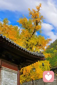 自己认知已经提升，身边的人还在原地，不上不下，根本的问题在于，智慧还不够，福报没上去甚至比之前还下降，因为在你收获很多提升的时候，已经消耗掉了你很多的福报，福报不足的时候到处都是压力，障碍，突破口在于，一切全凭福报说话！利益身边一切可用的资源和途径，猛猛地去利益众生努力培福，大量去念修功课，把修行列入生活，用福报来推动这个局面，福报上去了，问题自然会消散…会把所有不利不如意的局面逐渐转化，培福建议尽量要全面化，想要哪些方便顺随就去做能提升哪些方面福报的功德！
要分两大部分去做，第一个：是保住福报，止漏！改过！戒掉那些快速“漏福”的种种行为！尤其是网络！最基本的，杀盗淫妄酒！除了网络，日常杀盗淫妄酒也要尽心尽力去戒除…

第二个是：利用各种途径，随时随地不放过任何一个培福的机会，利用网络平台，家庭，工作去，不放过任何随时可以积累福报的机会

第三个：前面有了福报，还要有提取福报的条件，我们的身体精气神（正能量）要足够，要到达一定程度才能有机会去把我们想要的福报兑现出来！心情愉悦，工作顺利，身体健康，家庭顺遂，儿女贤孝…没有一样不是福报的显化…什么都不顺！不用在枝末上去找方法，持戒，改习气，培福，就够了，这几样做好了，其他自动会转，我们自己是属于正报！身边的一切人事物都叫依报！只要从自身下手，福德够了，依报会随着正报转，

第四，在你要爬起来前面这一段过程会很辛苦，也会有很多压力，甚至障碍，冷眼，挫折，考验，但是这个是一个正常现象，这也是考验的一个过程，考验自己的毅力，信念，能不能在逆境中还敢坚持走正道，不随波逐流！我自己包括很多师兄都是这样过来的，这个时候就是咬牙坚持！等前期这个阶段挺过去了！福报上来了，一切问题都会迎刃而解，自会给你提供很多对你有利的条件去化解身边的一切难题…

一定要深信因果…还是那句话，站在本来没有因果的角度去相信因果！理观和事修都要重视配图