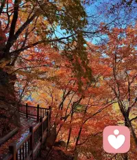 古人云：「业不重不生娑婆，爱不断不生净土。」
我们在生死流转当中，有两个主要的因缘：第一个是业力的因缘，第二个是爱取的因缘。要从唯识学的十二因缘观察，说我们会有生老病死，第一个有过去的无明，这个我执，主要是执着有一个我，我们认为色受想行识有一个常一主宰的我。这个「我」的观念一动，无明缘行，就是一个有漏的业力，可能是善业、也可能是恶业，总之是有漏。这个业力就会去创造一个阿赖耶识的名色、六入、触、受，可能是一个天上的名色，可能是地狱的名色，一个六道的种子，一个业种子，这都是属于业力，有漏的业力。当然这个有漏的业力，都被阿赖耶识摄持住了。我们这一念微细的阿赖耶识，摄持无量无边的业种，包括人天的业种、包括三恶道的业种，所以讲「业不重不生娑婆」。
基本上，我们每一个人都有很多很多善业、恶业的种子，被我们的心所摄持住。但是单单是业种，是不能得果报，还必须有爱取，所以讲这个触受，讲爱、取、有。这个「有」就像是一个种子经过水的滋润以后，能生出芽，有这个得果报的力量，叫做「有」。所以「有」能够引生「生」。这个「有」怎么出现呢？必须是爱取的滋润。你必须对这个果报体有「爱取」的烦恼，去滋润你过去的业种，这个业种才能够变成有、变成生，乃至于老死、忧悲苦恼。
所以我们从唯识十二因缘的观察，我们在三界得果报，除了是过去的业力以外，在临终的时候，必须对三界有爱取烦恼的滋润，由过去的业力及现前的爱取，然后在三界投胎，这个生命就是这样出现的。所以这个地方憨山大师作总结：
是知爱乃生死根株，自有生死以来，生生世世，舍身受身，皆是爱欲流转。
这个地方憨山大师他不讲业力是生死的根株，而是讲「爱」，这当中有一个重要理由。因为，站在净土的角度，它讲「带业往生」，它还不强调你「业尽情空」。说你有无量无边的业力没关系，你不要去触动它，临命终的时候你保持一种正念，「心不贪恋，意不颠倒，正念分明」，你在临终的时候不要去动三界的爱取，不要去触动过去的有漏业力，它不能得果报。
临终的时候，「强者先牵」，临终的时候，你以强大的念力「随念往生」，随着你强大的信、愿、持名的念力，然后使你无量无边的业力都不活动，然后跟弥陀感应道交。所以说，站在净土的角度，这个「爱取」又特别的值得我们对治。因为如果说是「消业往生」，那不知道要消到什么时候！那这个净土法门就不能说是三根普被、万修万人去的法门了。
《佛说阿弥陀经导读》第六集
净界法师配图