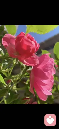 我们都在自己的幸福当中去瞻望别人的幸福，有几个人能明白你自己的日子也被别人羡慕着。