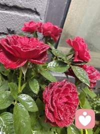 专属树洞｜用心倾听｜情绪陪伴｜全程保密
心事无处说，我来静静听. 卸下伪装，尽情倾诉 倾听烦恼，治愈情绪，温柔陪伴
. 不谈大道理，只懂你的不容易. 私密倾诉，放心诉说配图