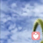 悦的头像